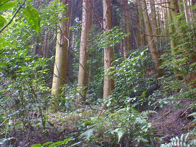 �����Ȃ��Ȃ�܂���