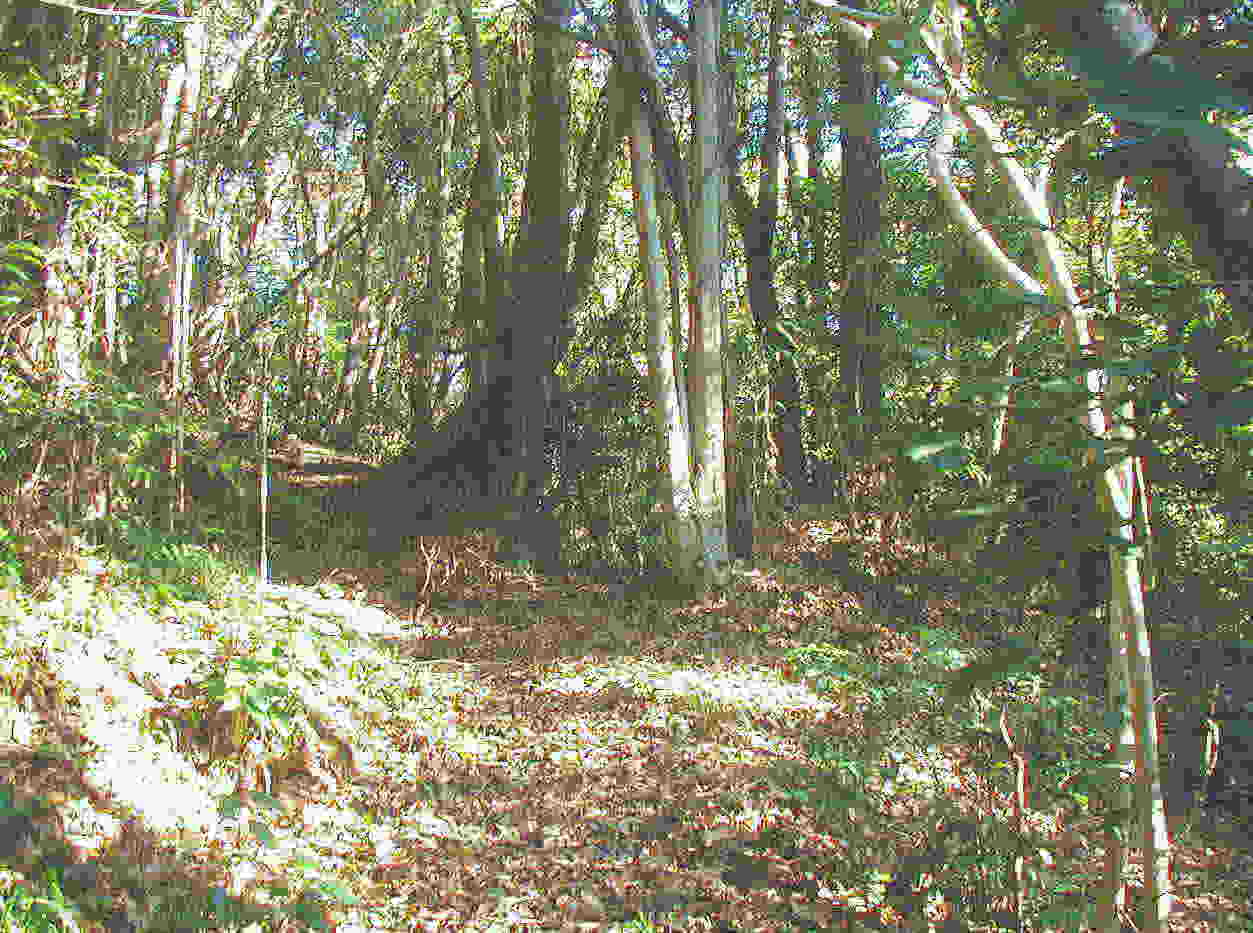 ���̕����ꓹ