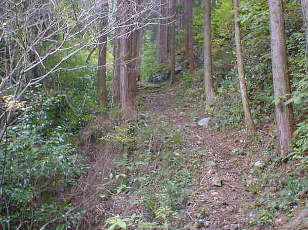 �R���̗l�q